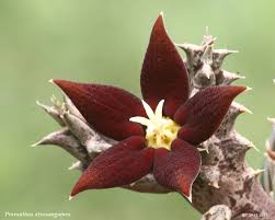 Image result for Piaranthus atrosanguineus