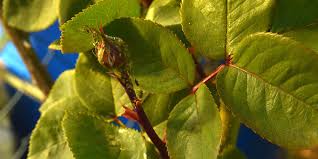 Check spelling or type a new query. L Oidium Comment Lutter Et Traiter Vos Plantes