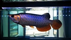 Pasalnya, di antara hewan peliharaan lain, ikan hias air tawar termasuk yang tidak terlalu merepotkanmu. 10 Jenis Ikan Hias Air Tawar Aquarium Populer Youtube