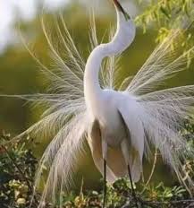 Birds Of The Same Feather Flock Together In Tagalog Odnoklassniki Beautiful Birds Most Beautiful Birds Birds