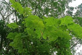 Image result for Cecropia pachystachya