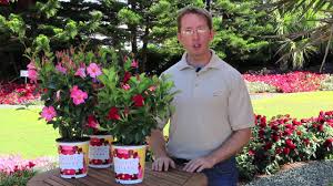 Growing mandevilla vines is a great way to add a tropical feel to your landscaping. Mandevilla Costa Farms