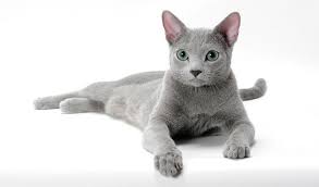 Adopt jasper a russian blue, domestic short hair. Russian Blue Nebelung Cat Breed Information