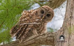 Birds Of Prey In Georgia Usa Baby Owl Baby Owls Beautiful Owl Owl