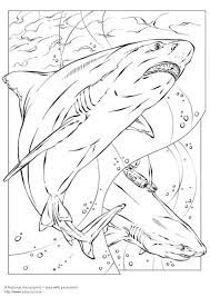 In this website, you can find a number of printable shark coloring pages that are ideally suited to develop your child's creative skills. Image Detail For Coloring Page Bull Shark Img 5735 Shark Coloring Pages Shark Coloring Realistic Coloring Pages