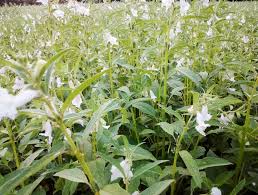 Sesame plant largely growing commercially for producing oil from the seeds. How To Grow Sesame Plant In Your Garden And Harvest The Seeds