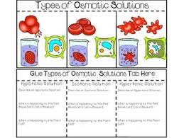 Biology Diffusion And Osmosis Worksheet Answer Key Pdf Science Interactive Notebook Cell Transport Osmosis Diffusion For Biology Biology Lessons Interactive Science Notebook Biology Interactive Notebook