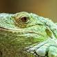 Reptile Day at Charmingfare Farm