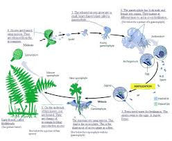 Bioweb