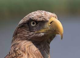De zilverreiger, fuut, blauwborst en ijsvogel zijn op verschillende plekken in het nationaal park te zien. Zeearend Als Toeristische Attractie In De Biesbosch Oosterhout Bndestem Nl