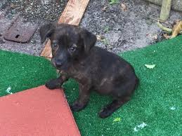 Copyright riorock labrador retrievers labrador retriever breeders new england east coast area, formerly colorado, english bred puppies for quality, type, temperament, labradors breeder, and soundness for companions, field, and show. Lab Mix Brindle Puppy For Sale In Miami Florida Classified Americanlisted Com