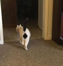 Gulumsememenizin Imkansiz Oldugu 20 Kedi Fotografi Ajanimo
