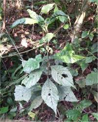 Image result for Acanthus montanus