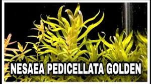 Image result for Nesaea