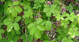 How to grow akebia quinata (commonly known as chocolate vine in your garden. Akebia Quinata Chocolate Vine Information And Pictures Order A 60 To 100 Cm Plant Here