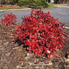 Hardy and disease resistant, the fire power is specifically known for its lime green leaves and superior red color that shows in the fall. Flirt Nandina Shrubs For Sale Fastgrowingtrees Com