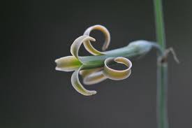 Image result for Dipcadi marlothii