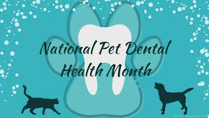 I prefer to tuck that much away each month/year for my pet instead. National Pet Dental Health Month Brewer Veterinary Clinic