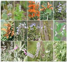 Image result for Lamiaceae