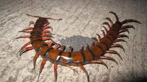 Pagespublic figurecomedianhimpunan gambar lawakvideosnah bang sajat ajar cara halau lipas masok kain. 6 Cara Membasmi Kelabang Di Rumah Yang Ampuh Dan Efektif Hot Liputan6 Com