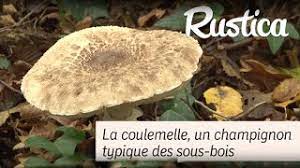 We did not find results for: La Coulemelle Youtube