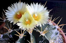 However, many cactus pollination systems are generalized as their flowers are pollinated by a wide spectrum of animals. Astrophytum Cactus Description With Photos Species Cultivation Features And Care At Home Houseplants