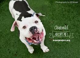 Platte county, kansas city, mo id: Kc Pet Project On Twitter So Many Great Senior Dogs Are Looking For Homes At Kc Pet Project Adopt Or Foster Today For More Information Go To Https T Co I2oyzs5eiw Https T Co Uc0nloxn6l