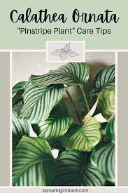 Calathea Ornata Pinstripe Plant Care Tips Calathea Plant Plant Care Calathea