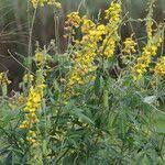 Image result for Crotalaria trichotoma