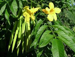 White flowers and dark little fruit can occur during summer. Yellow Bells Biocontrol Of Priority Environmental Weeds In Nsw