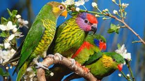 Indeed, iowa has always been a majestic destination full of amazing natural wonders. Adorable Animal Beauty Bird Nature Parrot Colored Flowers Wallpapers Hd Desktop And Mobile Backgrounds