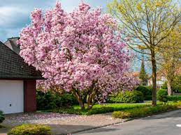 We have one of the widest selections of flowering cherry trees available in the uk. Cherry Blossom Tree For Sale Picking The Right One Plantingtree