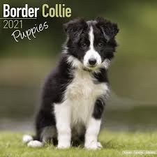 I keep looking at this image and crying about how i do not have five border collie puppies in my arms, right now. Border Collie Dog Head Metal Wall Art Working Dogs Collies Dog Collectables Telephoneheights Collectables