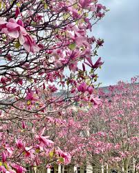 Early blooming spring flowers are a great way to cheat the calendar and have a garden to envy right from the very start. Paris In Bloom Where To See Early Spring Flowers Landen Kerr