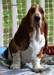My First Dog Was A Basset Hound Named Pumpkin She Followed Me Everywhere I Would Try To Sneak Over To A Friends House Basset Hound Dog Hound Puppies Basset