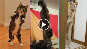 These Funny Cats Walking On Two Legs Will Absolutely Brighten Your Day Cats Funny Cats Cat Walk