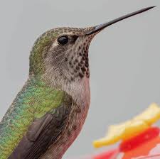 173 otmetok nravitsya 4 kommentariev sara sara with an a v instagram hummingbird hummingbirds birdfreaks sharewildlife best birds of doga kus