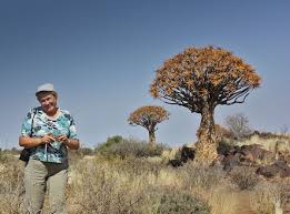 Image result for Anisotes rogersii