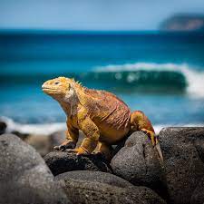The galápagos islands are a chain of islands, or archipelago , in the eastern pacific ocean. How To Travel The Galapagos Islands Tripfuser Travel Blog Hand Crafted By Local Experts