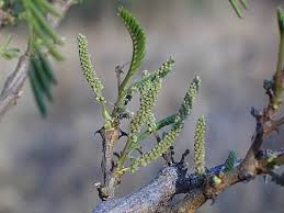 Image result for Acacia afra