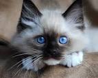 Ragdoll Kittens for Sale, | Catlana Ragdolls