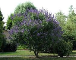 Image result for Vitex amaniensis
