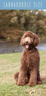 Our labradoodle (cutie) and poodle (charlie) are high quality dogs. Labradoodle Size A Guide To Every Labradoodle Size