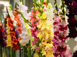 Planting and care, cleaning and storage. Growing Gladiolus Plants Tips On Caring For Gladiolus