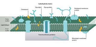 Membrane glycoproteins are useful biomarkers to detect epithelial cell differentiation occurring in the gastrointestinal tract. What Is The Plasma Membrane Mbinfo