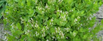 Image result for Aeollanthus suaveolens