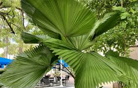 Image result for Licuala grandis