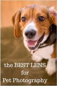 The Best Lens For Pet Photography For Nikon Or Canon Camera Dslr Animal Photography Pet Photography Tips Pets