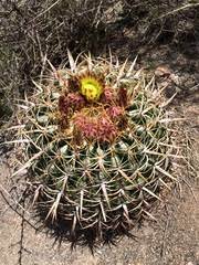In southern baja california, in the central desert, also known as cataviña desert, there is a place called the valley of the cirios, a cacti sanctuary, unique in the world, that belongs to the. Baja California Mx Inaturalist