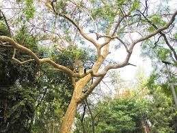 Image result for Albizia procera